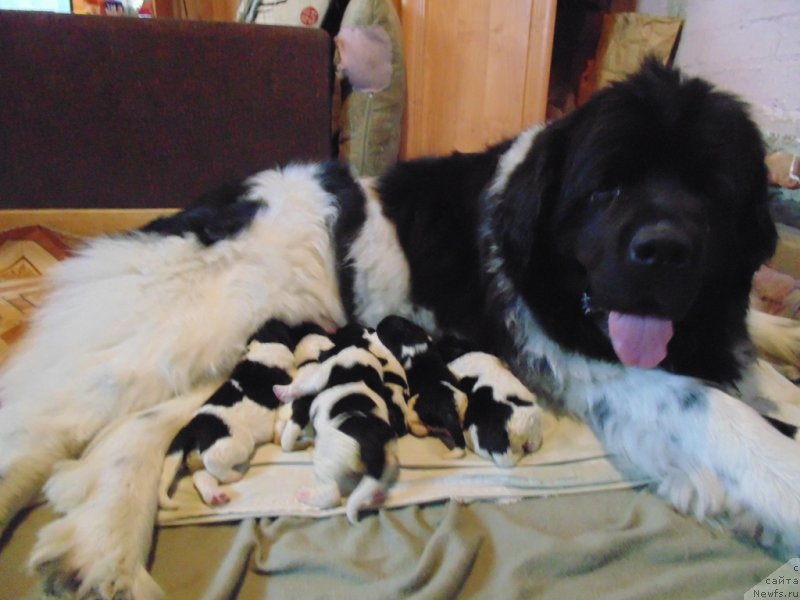 Фото: ньюфаундленд Степная Пальмира Единственный Мой