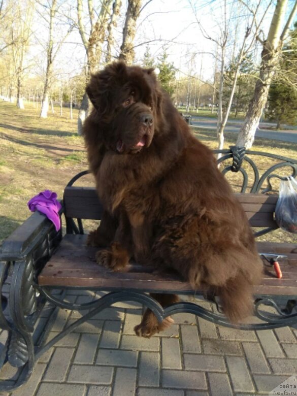 Фото: селебрейшн, ньюфаундленд Акватория Келвин Селебрейшн