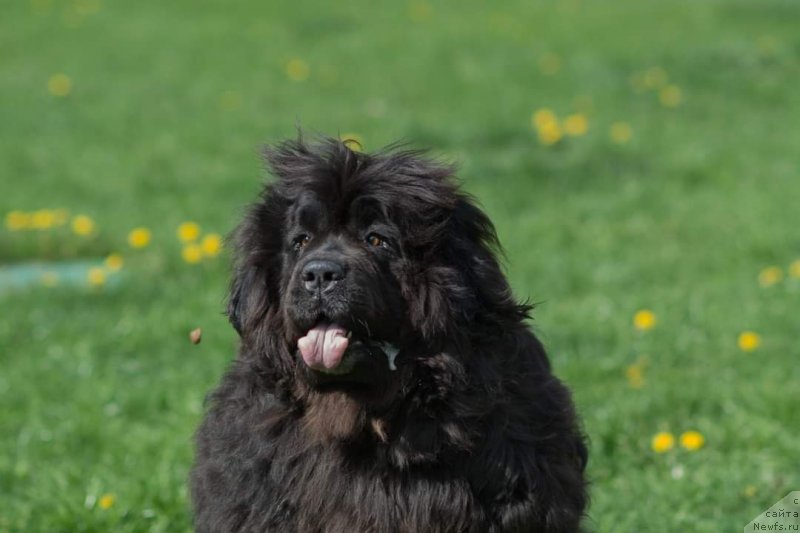 Фото: ньюфаундленд Ван Лен Тайм Олдер