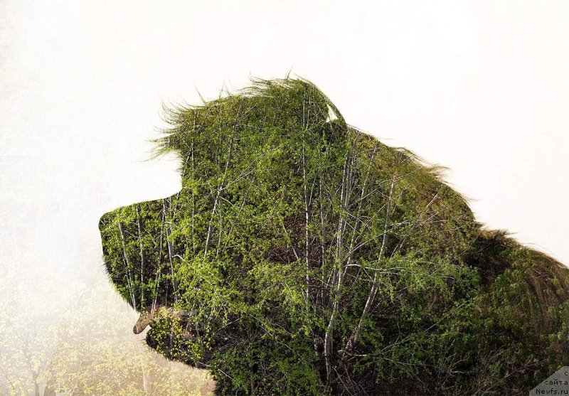 Фотография № 242605