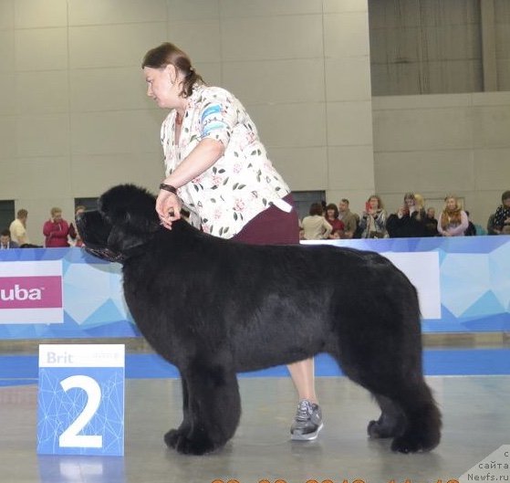 Фото: ньюфаундленд Акватория Келвин Женераль (Aquatoriya Kelvin Zheneral)