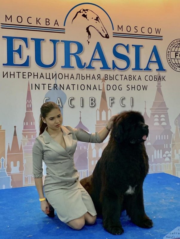 Фото: ньюфаундленд Акватория Келвин Навигатор (Aquatoriya Kelvin Navigator)