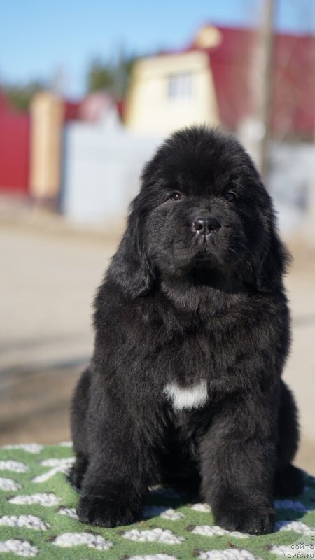 Фото: Дочь, ньюфаундленд Disoranto Dark Temptation, ньюфаундленд Акватория Келвин Жасмин (Aquatoriya Kelvin Zhasmin)