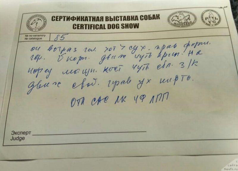 Фото: ньюфаундленд Перун из Антаграда (Perun is Antagrada)