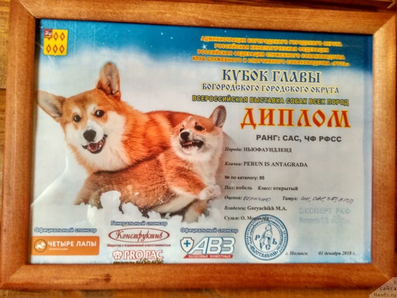 Фото: ньюфаундленд Перун из Антаграда (Perun is Antagrada)