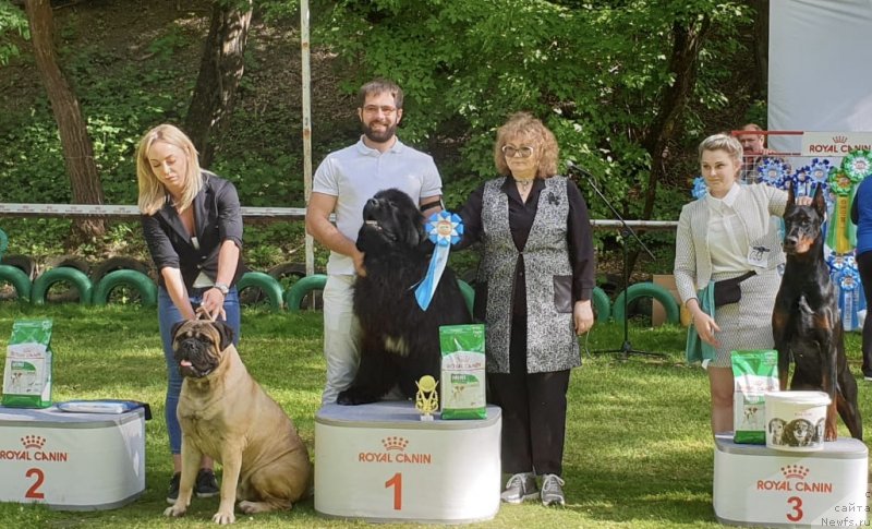 Фото: ньюфаундленд Акватория Келвин Навигатор (Aquatoriya Kelvin Navigator)