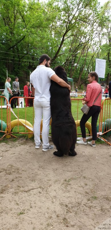 Фото: ньюфаундленд Акватория Келвин Навигатор (Aquatoriya Kelvin Navigator)