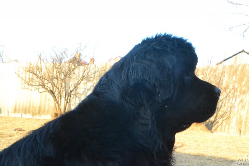 Фото: ньюфаундленд Талисман Моря Изумрудная Волна