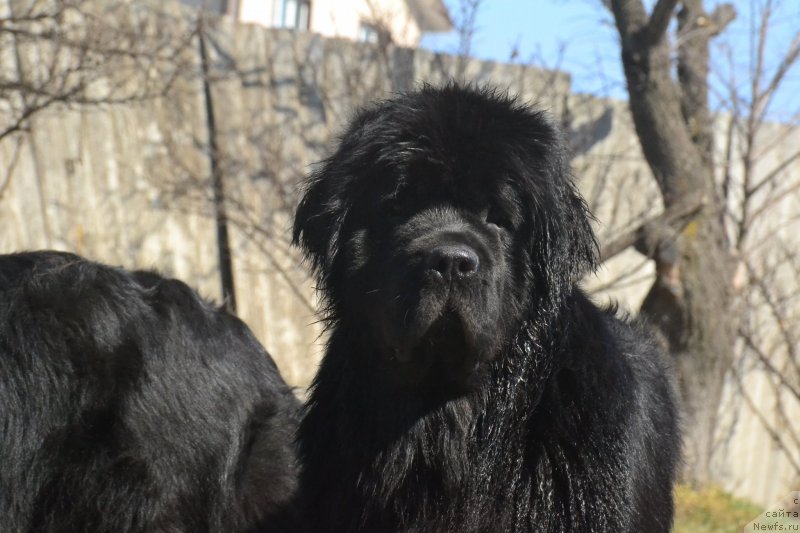 Фото: ньюфаундленд Талисман Моря Изумрудная Волна