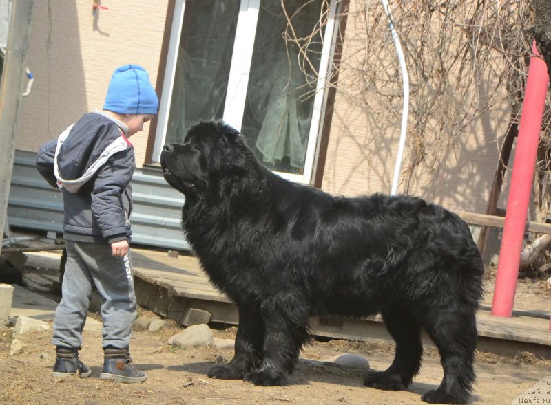 Фото: ньюфаундленд Талисман Моря Изумрудная Волна