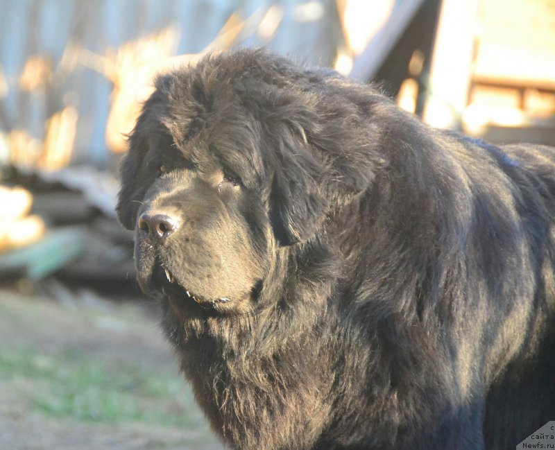 Фото: ньюфаундленд Талисман Моря Изумрудная Волна