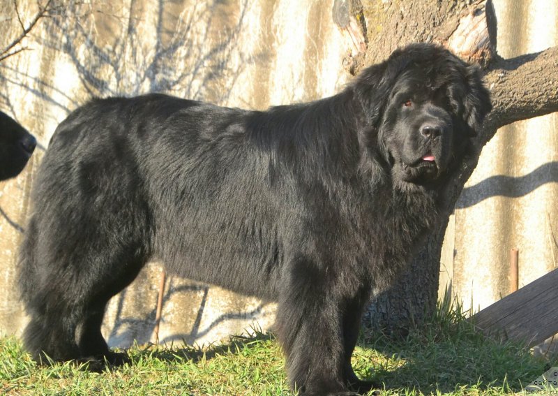 Фото: ньюфаундленд Талисман Моря Изумрудная Волна