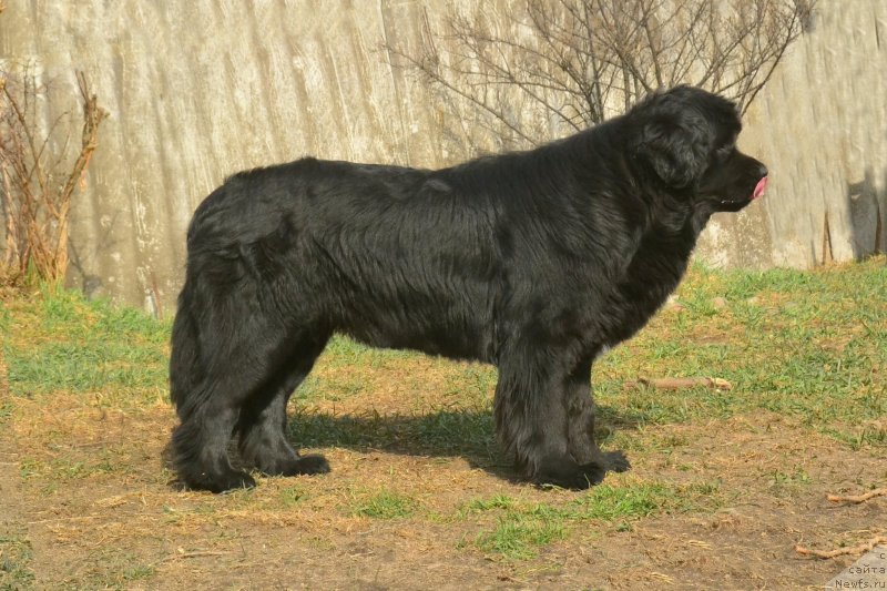 Фото: ньюфаундленд Талисман Моря Изумрудная Волна