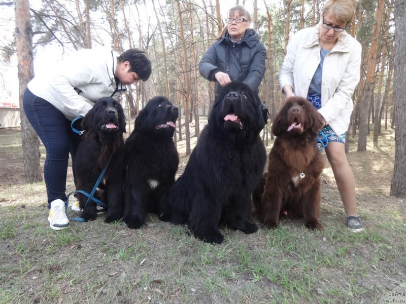 Фото: ньюфаундленд Ньюфорт Плейона Голд Нуар, ньюфаундленд Ньюфорт Карамель для Стражей Татарстана (Njufort Karamel Dlya Strazhey Tatarstana), ньюфаундленд Ньюфорт Наследный Принц (Njufort Nasledniy Prints), ньюфаундленд Ньюфорт Пацифик (Njufort Pacifik)