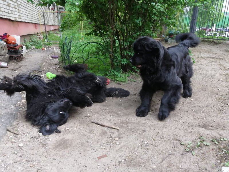 Фото: ньюфаундленд Парки из Антаграда (Parki is Antagrada), ньюфаундленд Персея из Антаграда (Perseja is Antagrada)