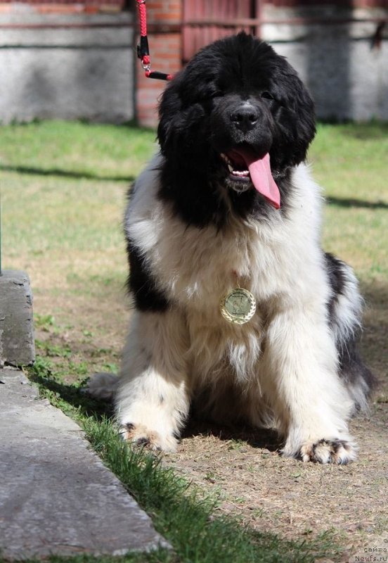 Фото: ньюфаундленд Диверсант от Карельских Медведей