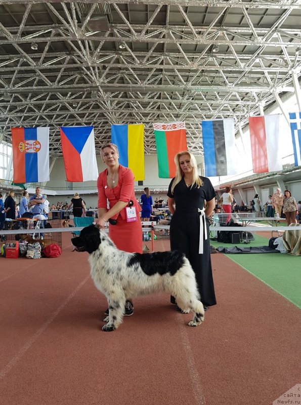 Фото: ньюфаундленд Еужиярви от Карельских Медведей (Euzhiyarvi ot Karelskikh Medvedey)