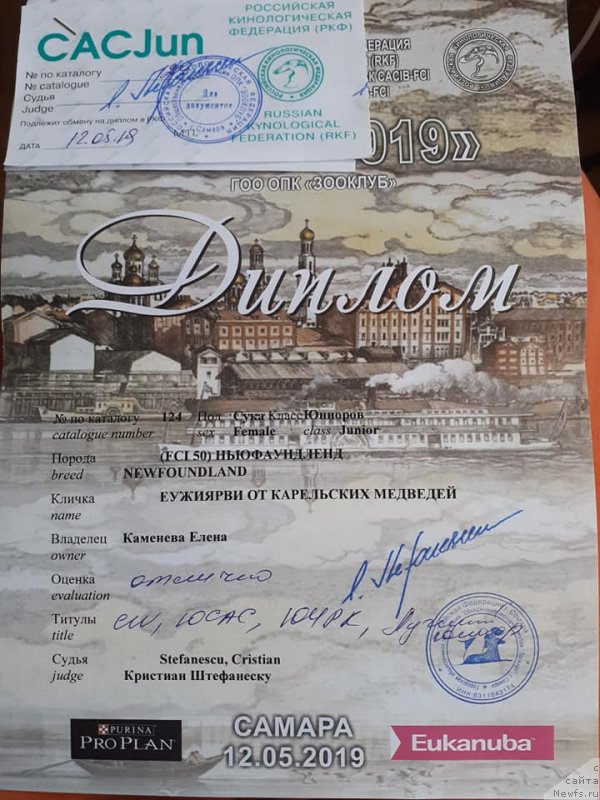 Фото: ньюфаундленд Еужиярви от Карельских Медведей (Euzhiyarvi ot Karelskikh Medvedey)