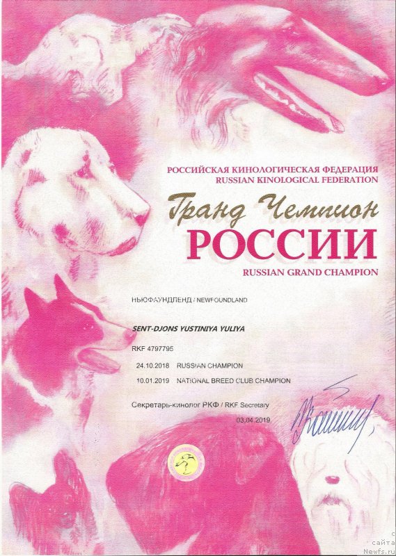 Фото: ньюфаундленд Сент Джонс Юстиния Юлия (Sent Djons Yustiniya Yuliya)