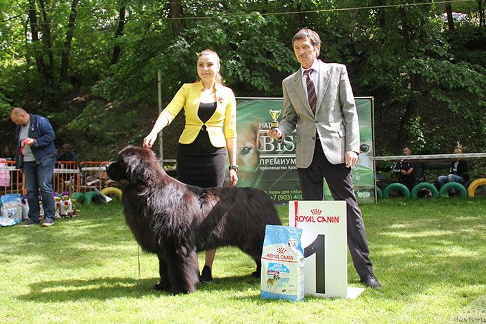 Фото: ньюфаундленд Жемчужина Кубани Ларри