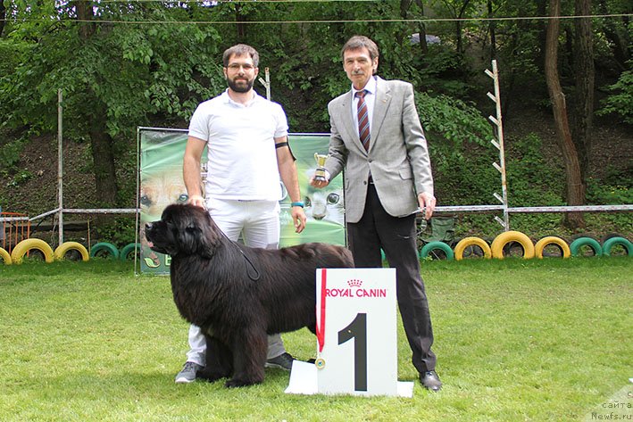 Фото: ньюфаундленд Акватория Келвин Навигатор (Aquatoriya Kelvin Navigator)