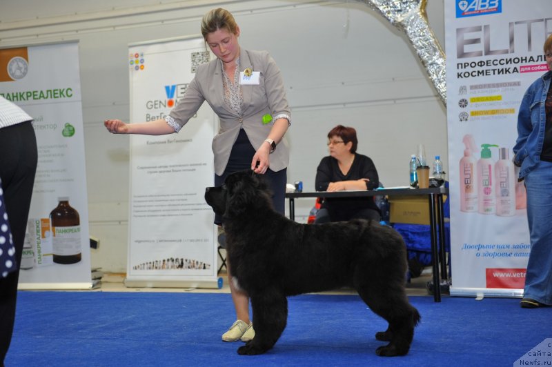 Фото: ньюфаундленд Океан Мечты Афина