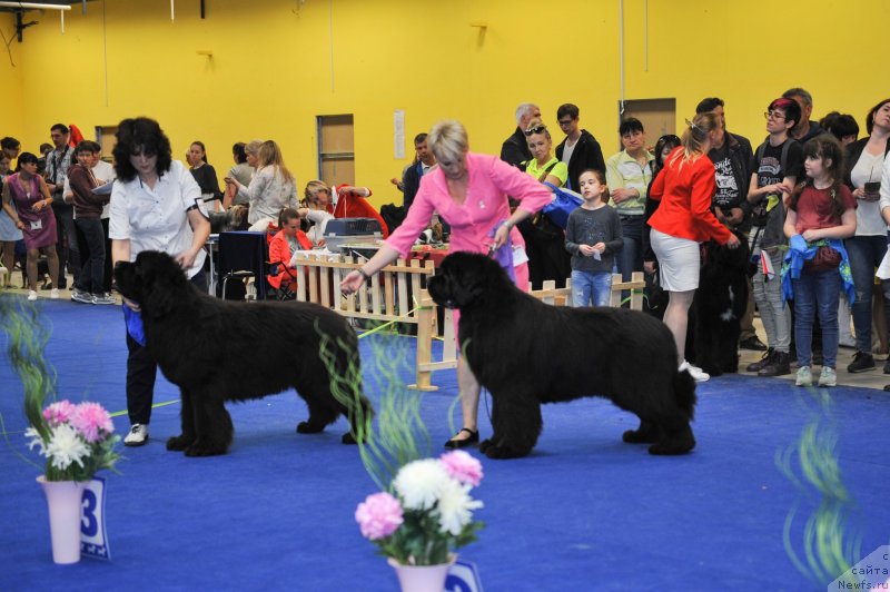 Фото: ньюфаундленд Little Bears Poseidone, ньюфаундленд Much Better Kilnioji Sirdis