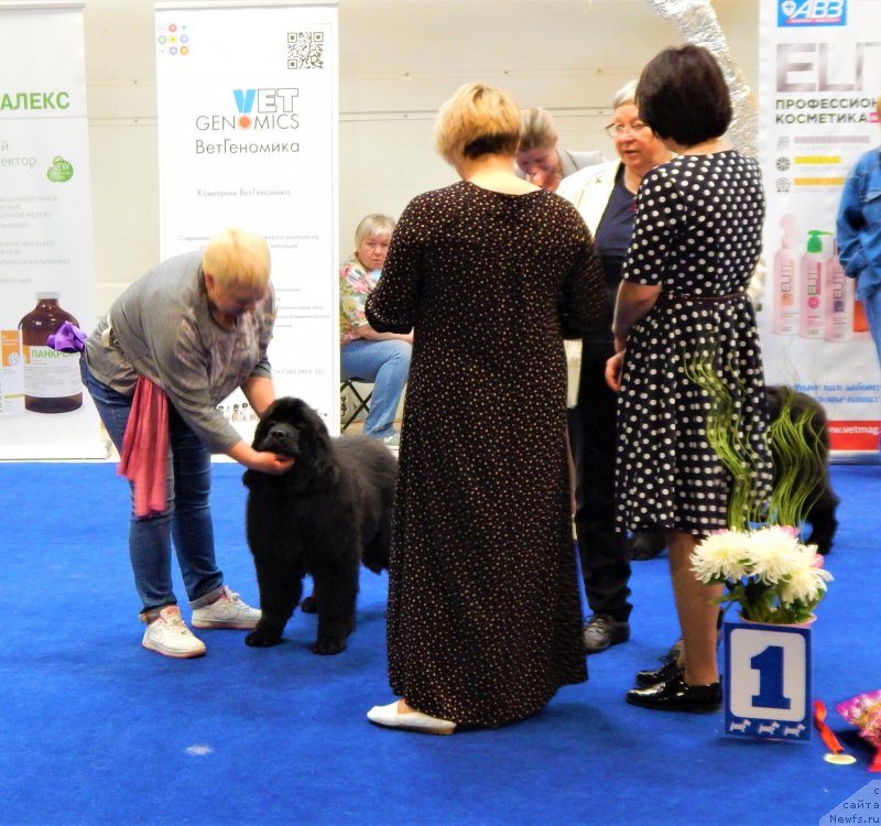 Фото: ньюфаундленд Габриэлла Да Силва