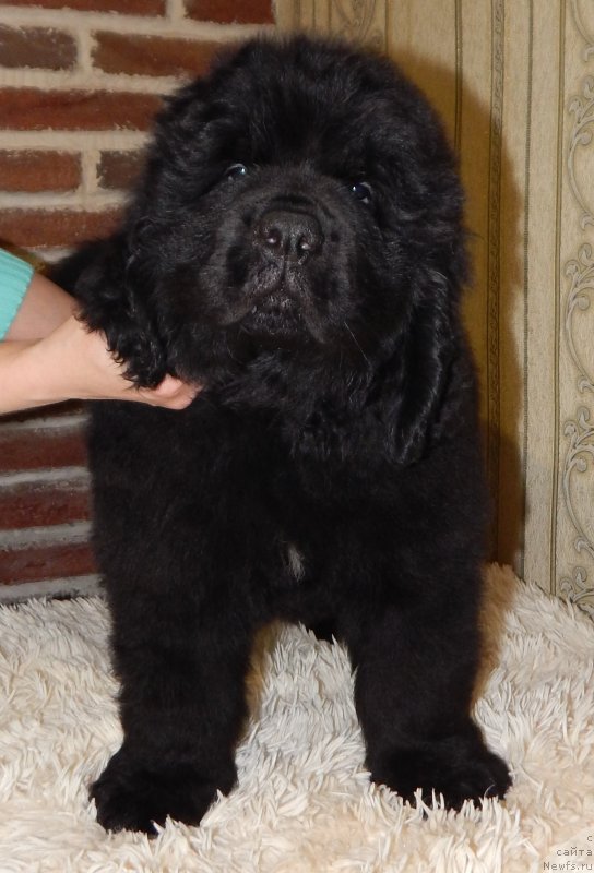 Фото: ньюфаундленд Гектор Победитель