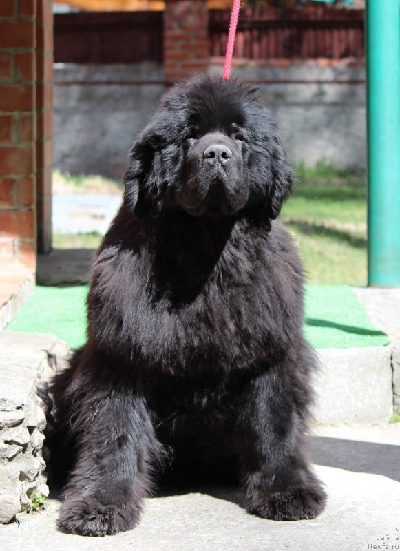 Фото: ньюфаундленд Супер Премиум Элеганс (Super Premium Elegans)