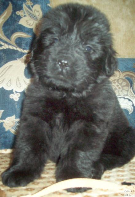 Фото: ньюфаундленд Ласкун Лунный Поцелуй