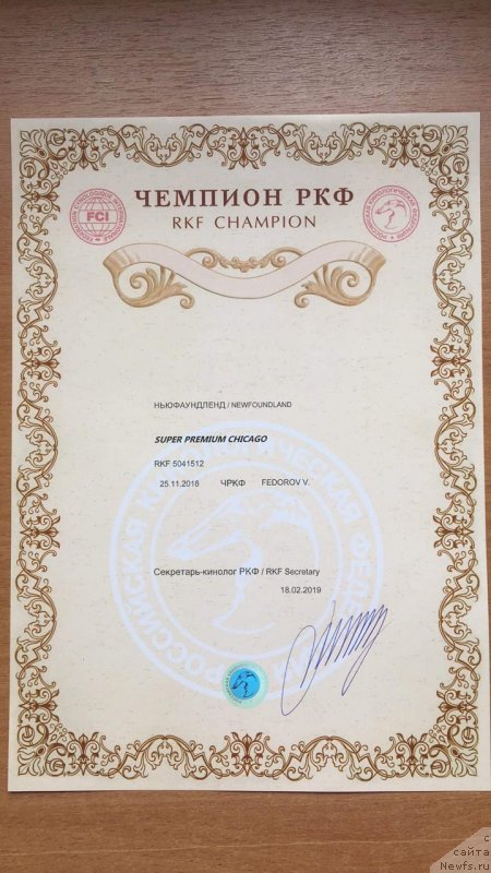 Фото: ньюфаундленд Супер Премиум Чикаго (Super Premium Chicago)