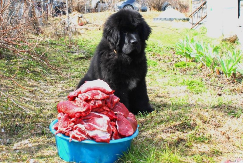 Фото: ньюфаундленд Зевс от Карельских Медведей