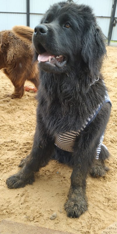 Фото: ньюфаундленд Янира Черная Жемчужина