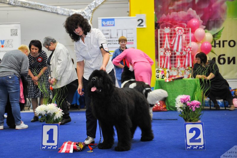 Фото: ньюфаундленд Супер Премиум Элеганс (Super Premium Elegans)