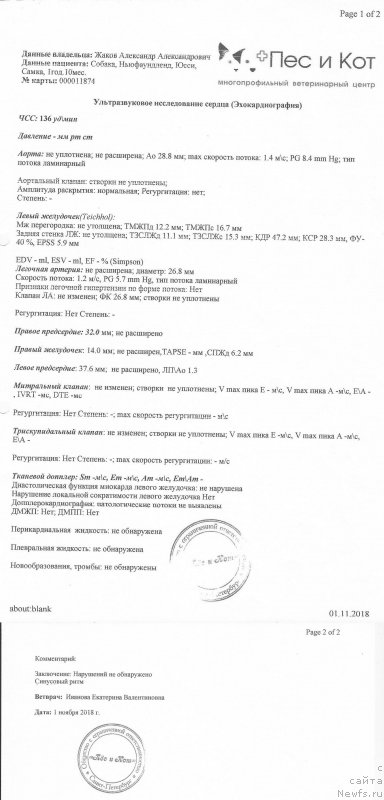 Фото: ньюфаундленд Сент Джонс Юстиния Юлия (Sent Djons Yustiniya Yuliya)