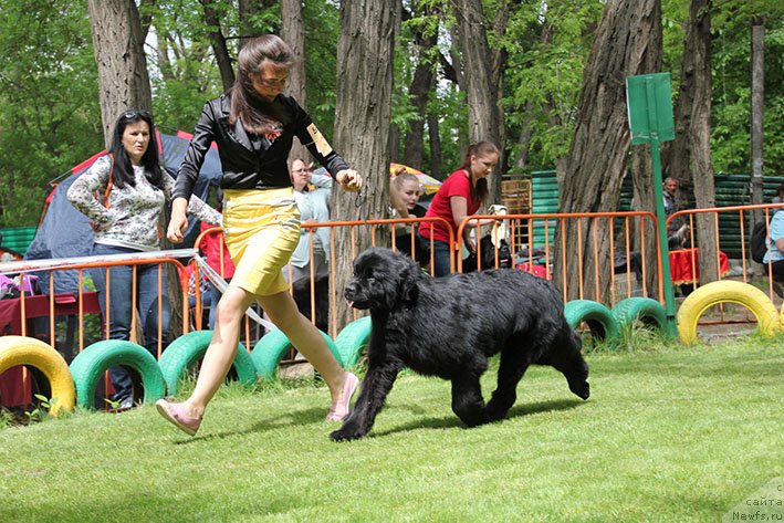 Фото: ньюфаундленд Смолли с Берега Дона (Smolly s Berega Dona)