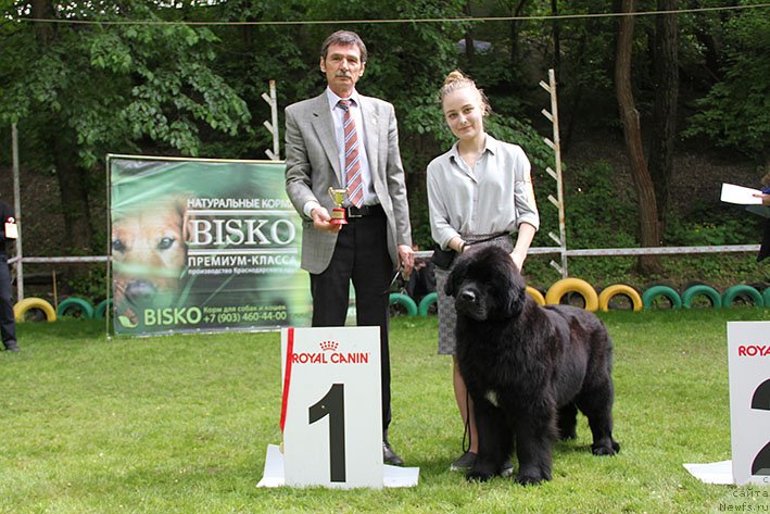 Фото: ньюфаундленд Облигация с Берега Дона (Obligatsiya s Berega Dona)