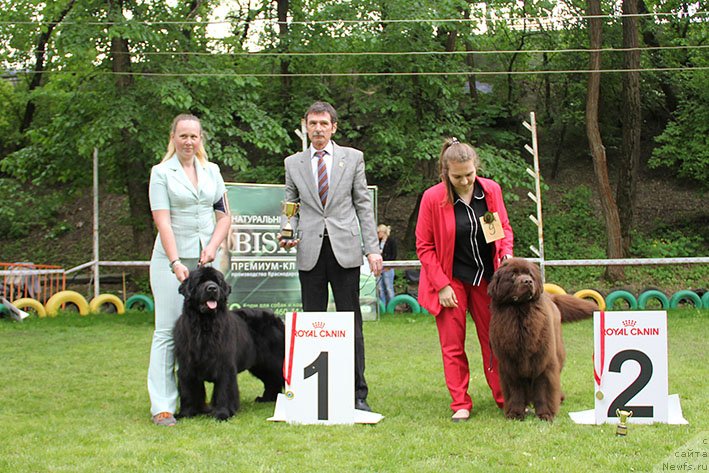Фото: ньюфаундленд Май Френд Ньюфи Лавендэ Палм (May Frend Newfy Lavender Palm), ньюфаундленд Чародейка Бона (Charodeyka Bona)