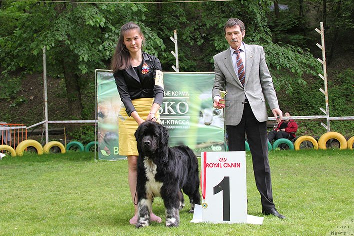 Фото: ньюфаундленд Байка с Берега Дона (Bayka s Berega Dona)