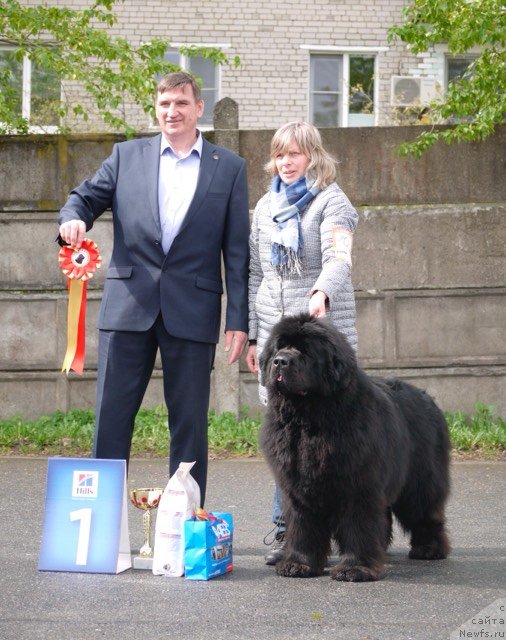 Фото: ньюфаундленд Смигар Агдай Виртус (Smigar Agday Virtus)