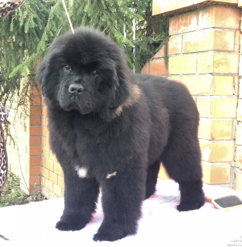 Фото: ньюфаундленд Акватория Келвин Жасмин (Aquatoriya Kelvin Zhasmin), ньюфаундленд Disoranto Dark Temptation