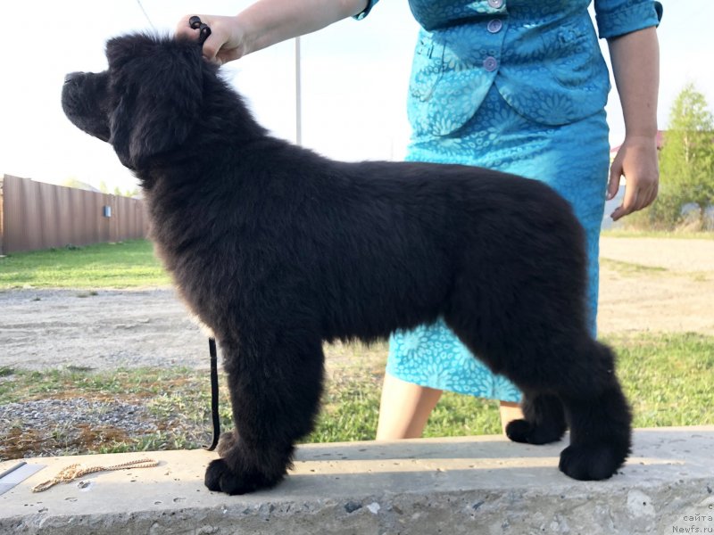 Фото: ньюфаундленд Акватория Келвин Жасмин (Aquatoriya Kelvin Zhasmin), ньюфаундленд Disoranto Dark Temptation