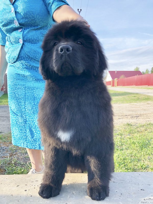 Фото: ньюфаундленд Акватория Келвин Жасмин (Aquatoriya Kelvin Zhasmin), ньюфаундленд Disoranto Dark Temptation