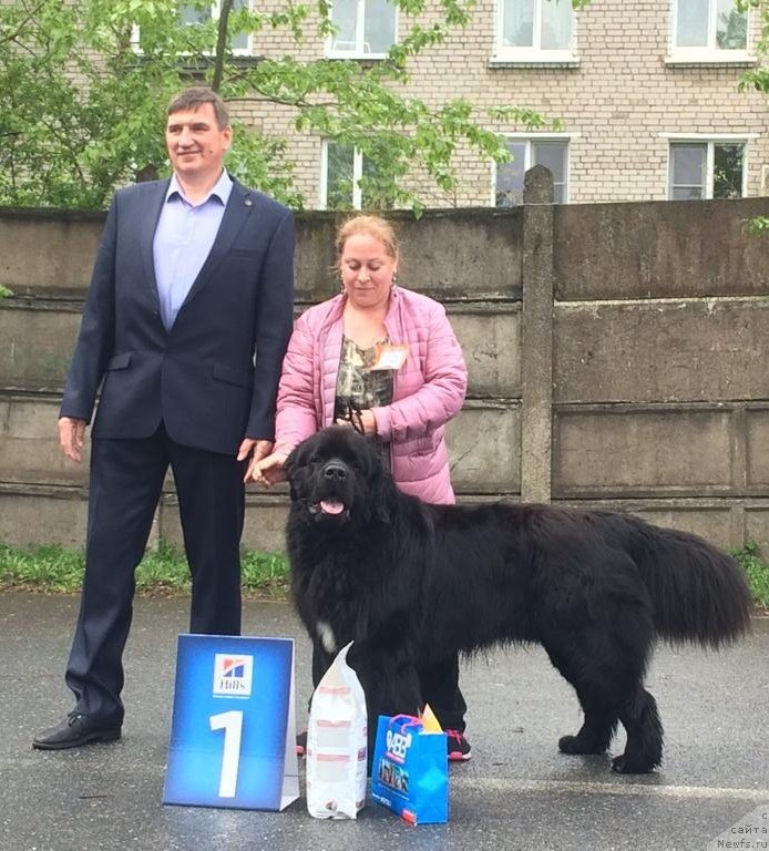 Фото: ньюфаундленд Гималай от Карельских Медведей (Himalayas ot Karelskikh Medvedey)