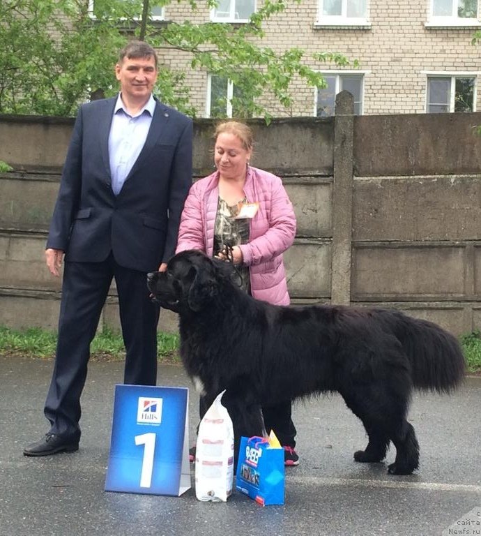 Фото: ньюфаундленд Гималай от Карельских Медведей (Himalayas ot Karelskikh Medvedey)