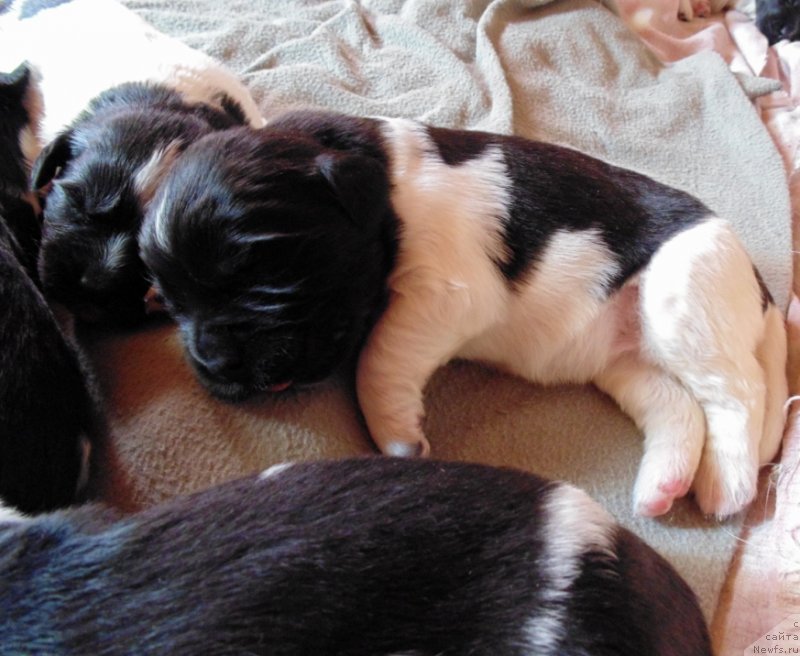 Фото: ньюфаундленд Супер Бизон Мелодия