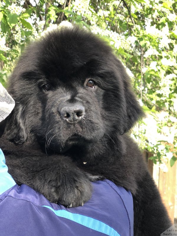 Фото: ньюфаундленд Акватория Келвин Жасмин (Aquatoriya Kelvin Zhasmin), ньюфаундленд Disoranto Dark Temptation