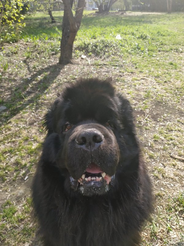 Фото: ньюфаундленд Белкондер-Клаб Я Бурбон