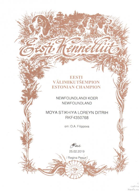 Фото: ньюфаундленд Моя Стихия Лорейн Дитрих (Moya Stikhiya Loreyn Ditrix)